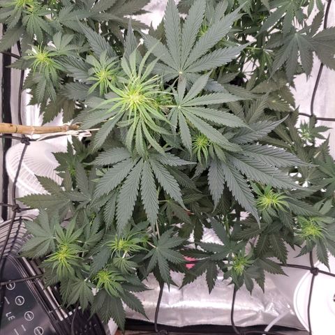 Trainwreck Auto growlog timeline photo
