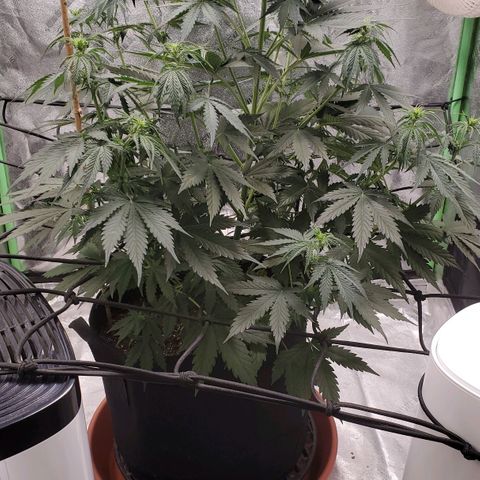 Trainwreck Auto growlog timeline photo