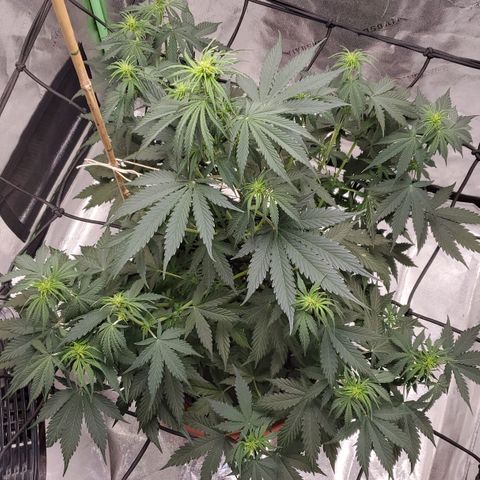 Trainwreck Auto growlog timeline photo