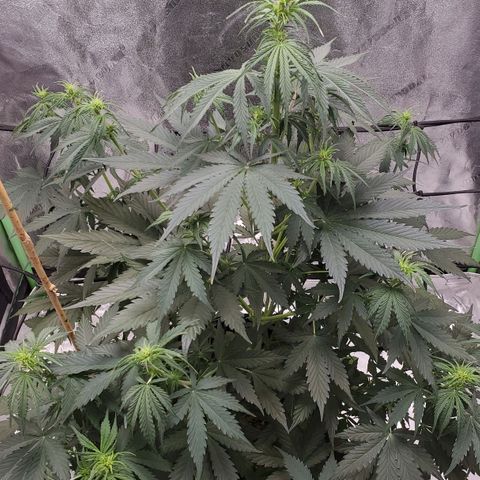 Trainwreck Auto growlog timeline photo