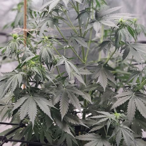 Trainwreck Auto growlog timeline photo