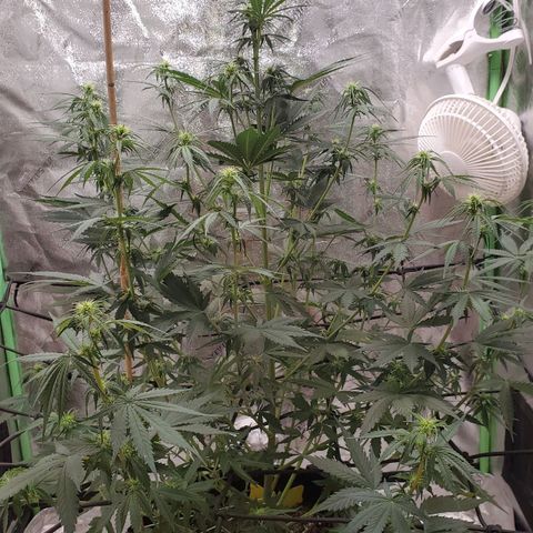 Trainwreck Auto growlog timeline photo