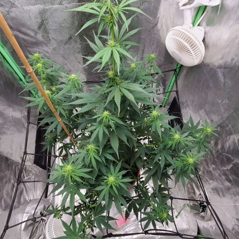 Trainwreck Auto growlog timeline photo