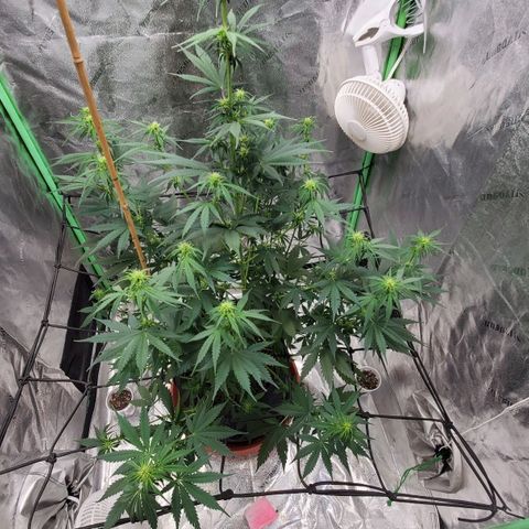 Trainwreck Auto growlog timeline photo