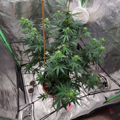 Trainwreck Auto growlog timeline photo