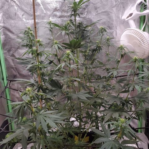 Trainwreck Auto growlog timeline photo
