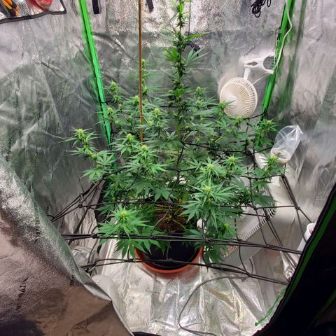 Trainwreck Auto growlog timeline photo