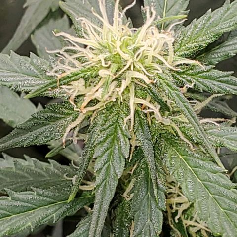 Trainwreck Auto growlog timeline photo