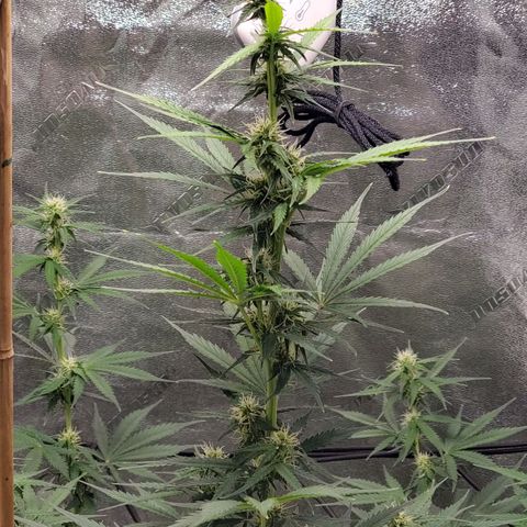 Trainwreck Auto growlog timeline photo