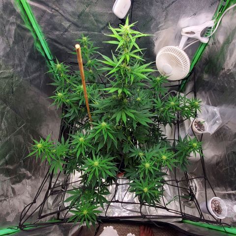Trainwreck Auto growlog timeline photo