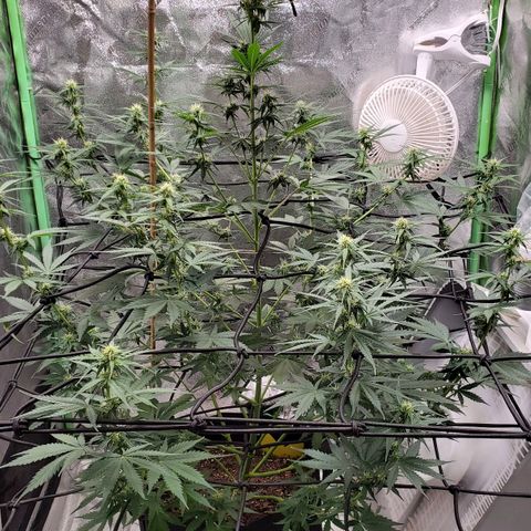 Trainwreck Auto growlog timeline photo