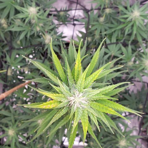 Trainwreck Auto growlog photo: Main cola 14 inches. Light burn from light being too close. 