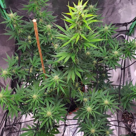 Trainwreck Auto growlog photo: Main cola 14 inches. Light burn from light being too close. 