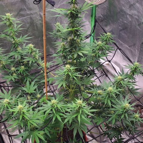 Trainwreck Auto growlog photo: Main cola 14 inches. Light burn from light being too close. 