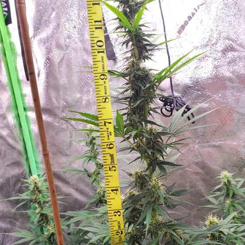 Trainwreck Auto growlog photo: Main cola 14 inches. Light burn from light being too close. 