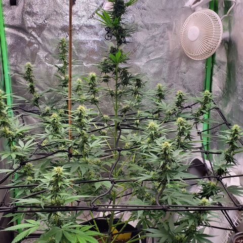 Trainwreck Auto growlog photo: Main cola 14 inches. Light burn from light being too close. 