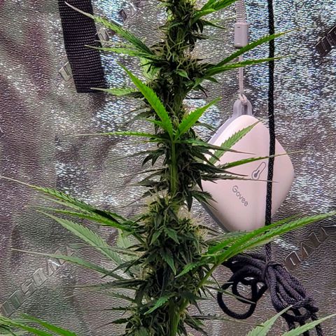 Trainwreck Auto growlog photo: Main cola 14 inches. Light burn from light being too close. 