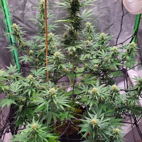 Trainwreck Auto growlog timeline photo