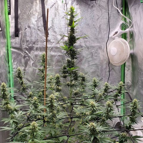 Trainwreck Auto growlog timeline photo