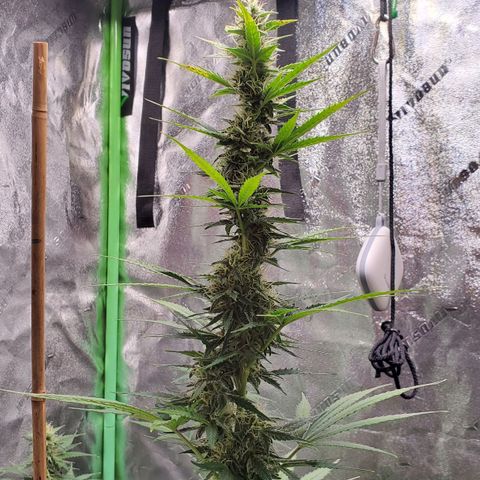 Trainwreck Auto growlog timeline photo