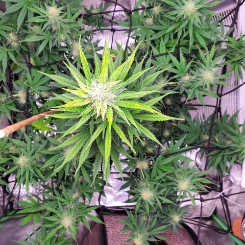 Trainwreck Auto growlog timeline photo