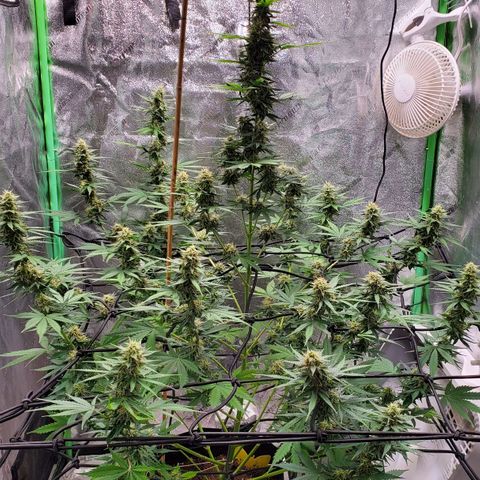Trainwreck Auto growlog timeline photo