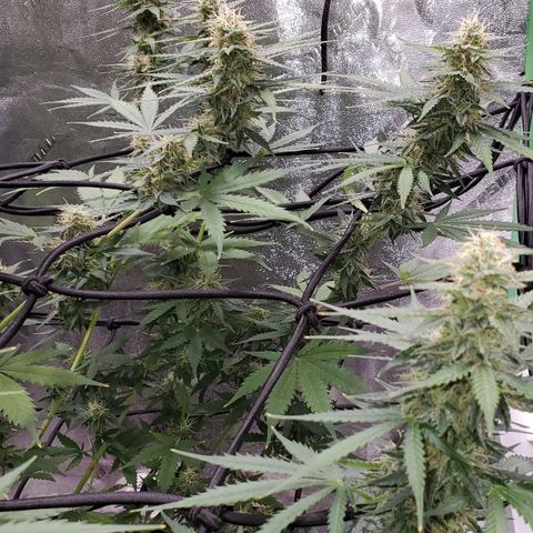 Trainwreck Auto growlog timeline photo