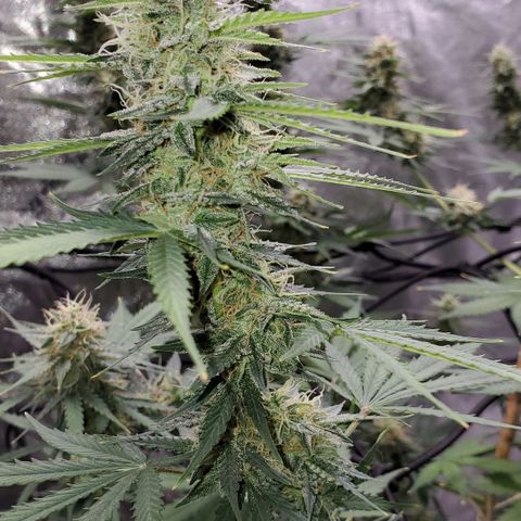 Trainwreck Auto growlog timeline photo
