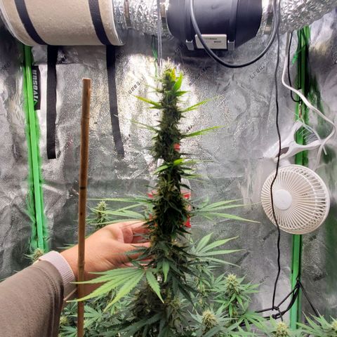 Trainwreck Auto growlog timeline photo