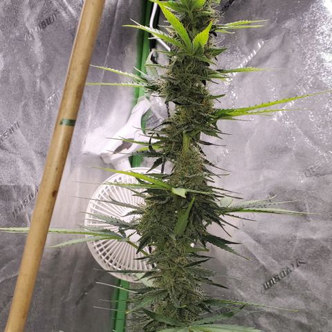 Trainwreck Auto growlog timeline photo