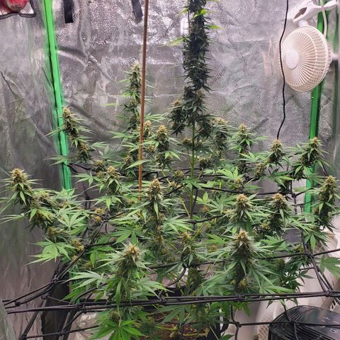 Trainwreck Auto growlog timeline photo