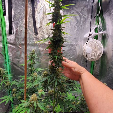 Trainwreck Auto growlog timeline photo