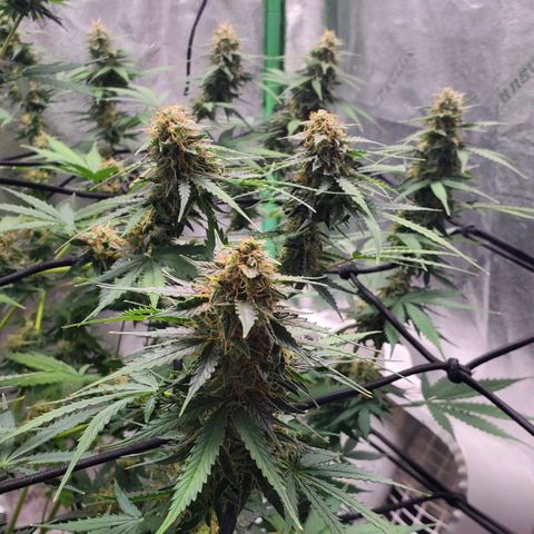 Trainwreck Auto growlog timeline photo