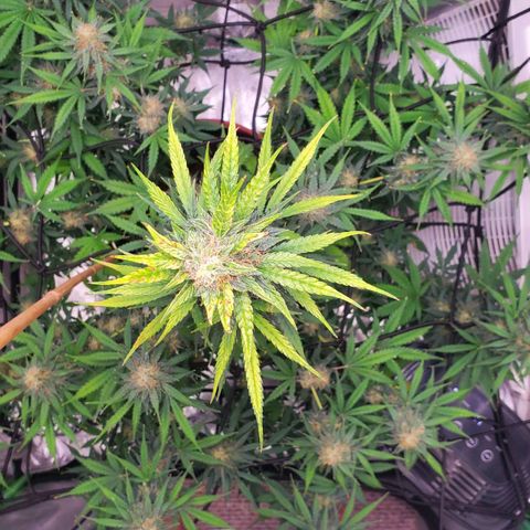 Trainwreck Auto growlog timeline photo