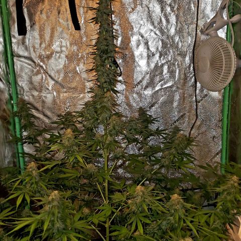 Trainwreck Auto growlog photo: Harvest day 12 noon