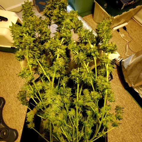 Trainwreck Auto growlog photo: Harvest day 12 noon