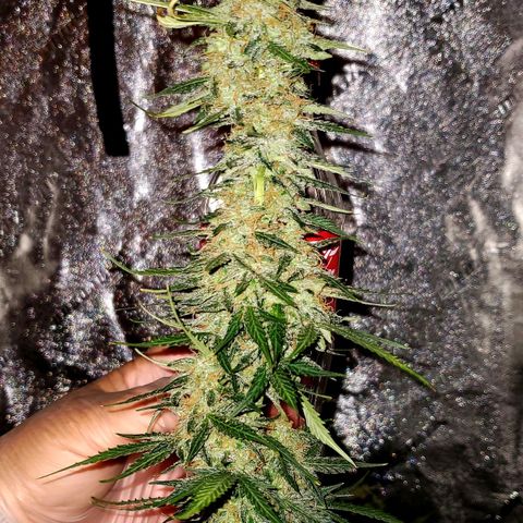 Trainwreck Auto growlog photo: Harvest day 12 noon