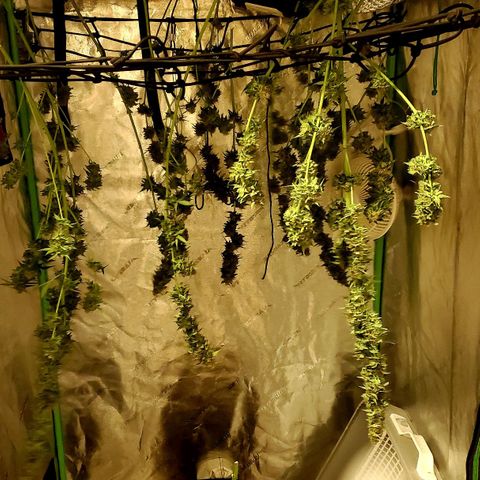 Trainwreck Auto growlog photo: Harvest day 12 noon