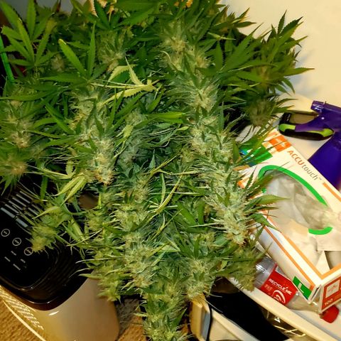 Trainwreck Auto growlog photo: Harvest day 12 noon