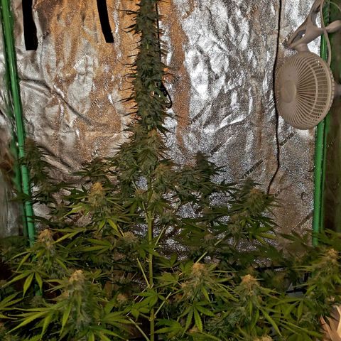 Trainwreck Auto growlog timeline photo