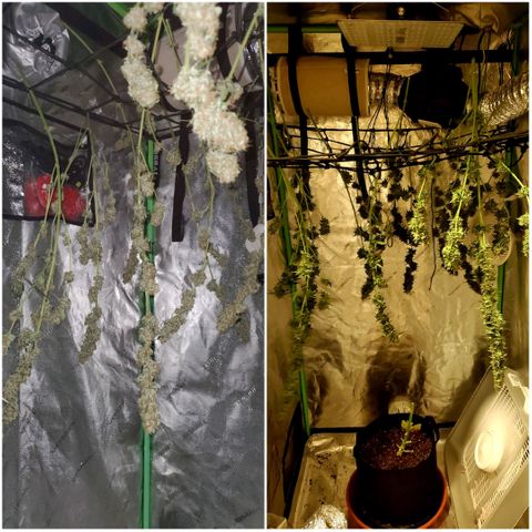 Trainwreck Auto growlog timeline photo