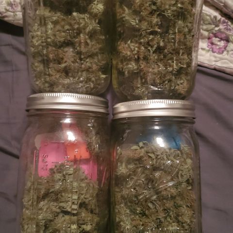 Trainwreck Auto growlog timeline photo
