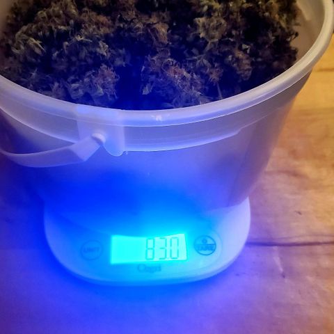 Trainwreck Auto growlog timeline photo
