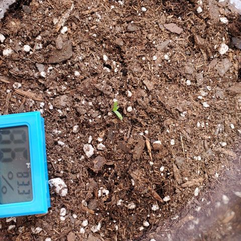 Gorilla Glue Auto growlog timeline photo