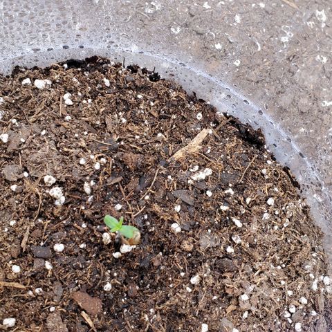Gorilla Glue Auto growlog timeline photo