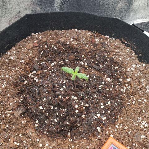 Gorilla Glue Auto growlog timeline photo