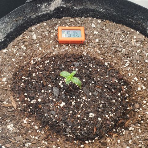 Gorilla Glue Auto growlog timeline photo