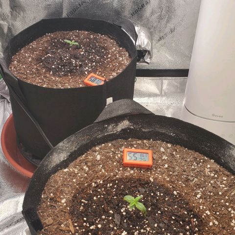 Gorilla Glue Auto growlog timeline photo