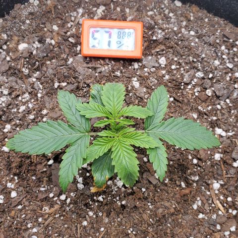 Gorilla Glue Auto growlog photo: Beginning of week 3 from cotyledon leaves appearing.
