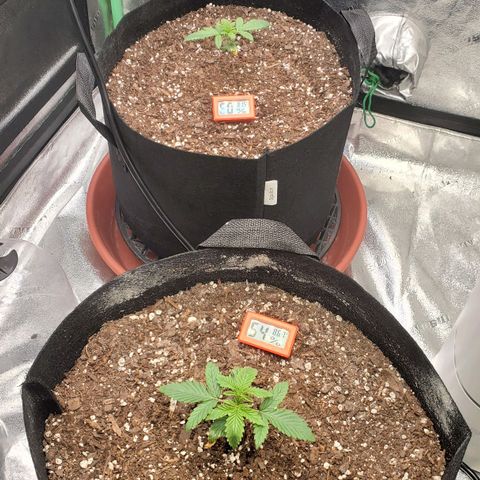 Gorilla Glue Auto growlog photo: Beginning of week 3 from cotyledon leaves appearing.
